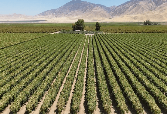 Ranch 20 – Table Grapes, 160.2± Acres
