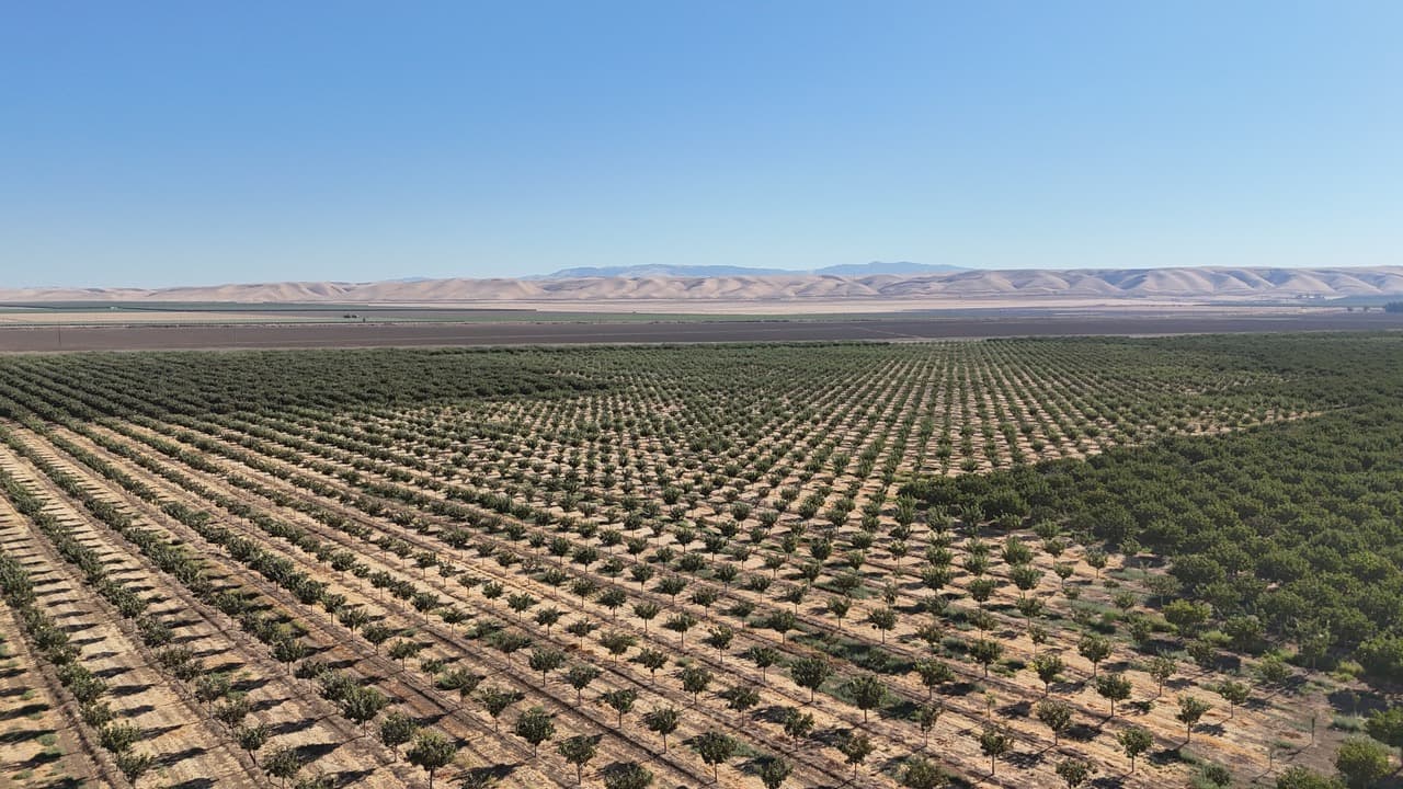 Camp 13 - 2,000+/- Pistachios in Excellent District