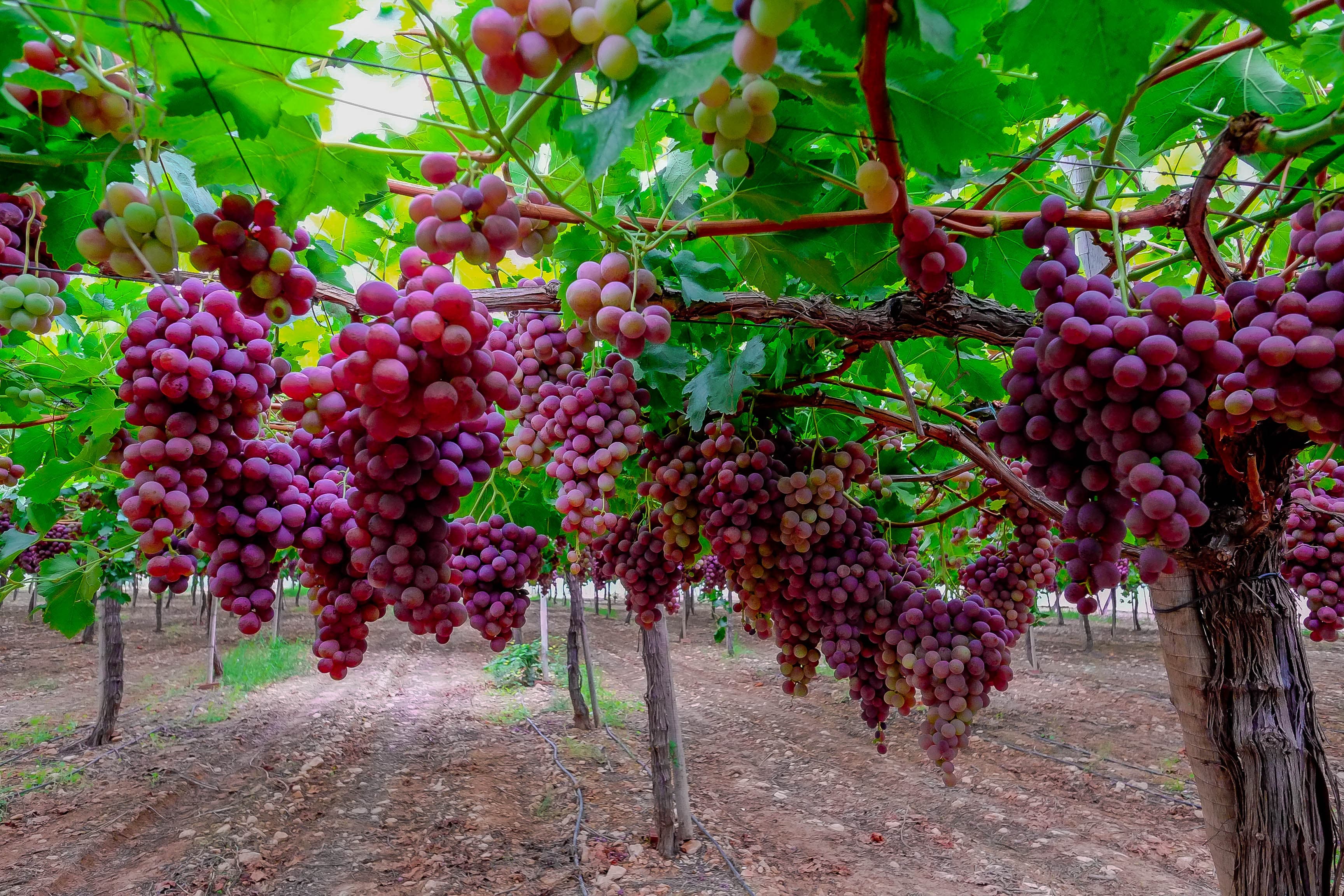 Table Grape and Citrus Vertical